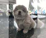 Small Photo #10 Chow Chow Puppy For Sale in VALLEJO, CA, USA