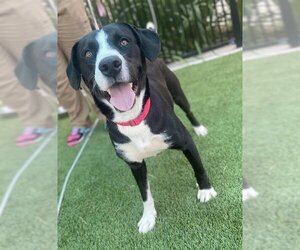 American Pit Bull Terrier-Border Collie Mix Dogs for adoption in Baytown, TX, USA