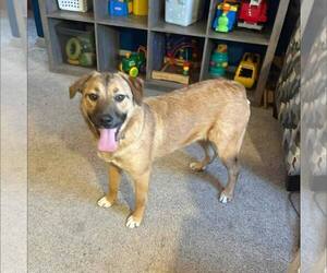 Mutt Dogs for adoption in New Oxford , PA, USA