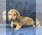 Small #11 Dachshund