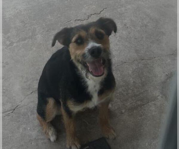 Medium Photo #1 Mutt Puppy For Sale in San Antonio, TX, USA