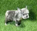 Small Photo #9 French Bulldog Puppy For Sale in HENDERSON, NV, USA