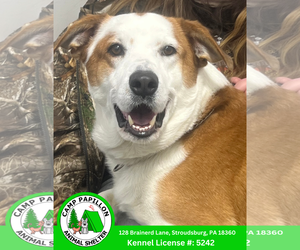 Mutt Dogs for adoption in Stroudsburg, PA, USA