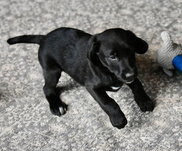 Medium Photo #4 Labrador Retriever-Unknown Mix Puppy For Sale in Mechanicsburg, PA, USA