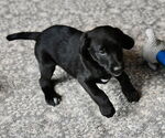 Small #3 Labrador Retriever Mix