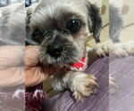 Small #1 Shih Tzu
