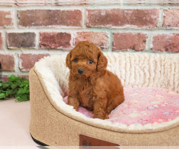Medium Photo #3 Cavapoo (Miniature) Puppy For Sale in SYRACUSE, IN, USA