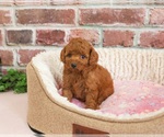 Small #2 Cavapoo (Miniature)