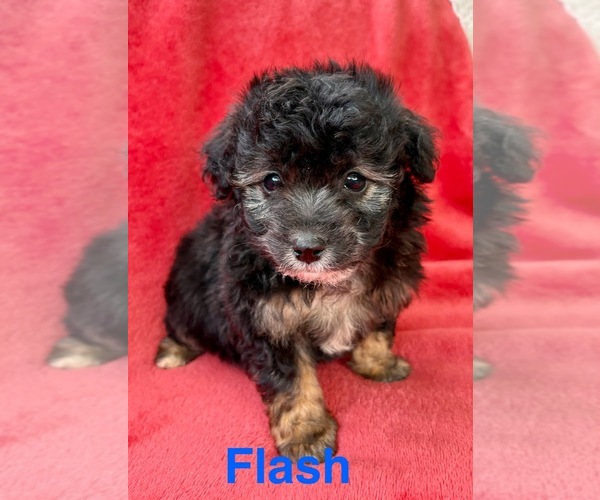 Medium Photo #8 Poodle (Miniature) Puppy For Sale in FAIR HAVEN, MI, USA