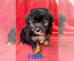 Small #7 Poodle (Miniature)