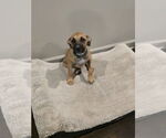 Small #3 Labrador Retriever Mix