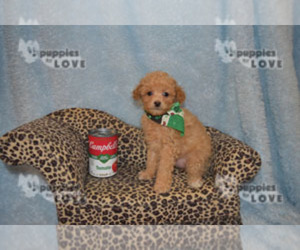 Poodle (Toy) Puppy for sale in SANGER, TX, USA