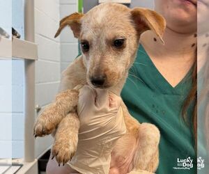 Gore - Female Beagle-Unknown Mix Dog for Adoption - Photo #2