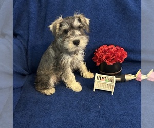Schnauzer (Miniature) Puppy for sale in BRIDGETON, NJ, USA