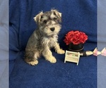 Image preview for Ad Listing. Nickname: AKC schnauzers