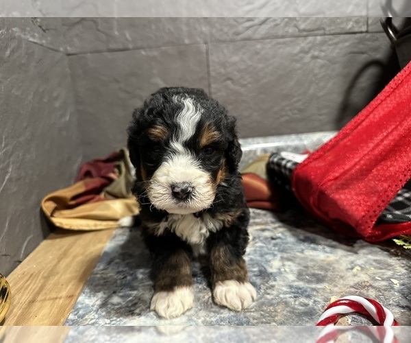 Medium Photo #3 Bernedoodle Puppy For Sale in ATHENS, WI, USA