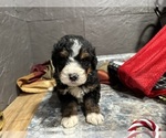Small Photo #28 Bernedoodle Puppy For Sale in ATHENS, WI, USA