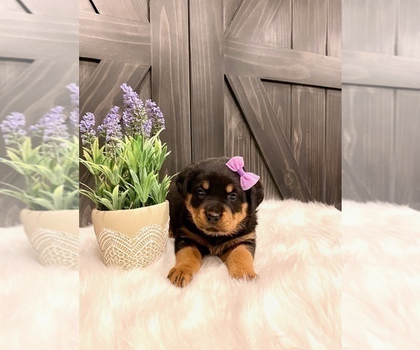 Medium Photo #4 Rottweiler Puppy For Sale in SHREVE, OH, USA