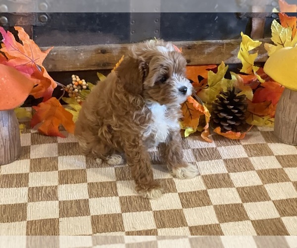 Medium Photo #3 Cavapoo (Miniature) Puppy For Sale in FULTON, KS, USA