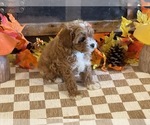 Milo - Male Cavapoo (Miniature) Puppy for Sale - Photo #3