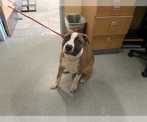 Mutt Dogs for adoption in Orange, CA, USA