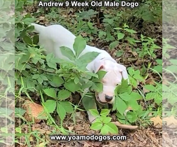 Medium Photo #99 Dogo Argentino Puppy For Sale in JANE, MO, USA
