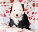 Small Photo #8 Sheepadoodle Puppy For Sale in ASPERMONT, TX, USA