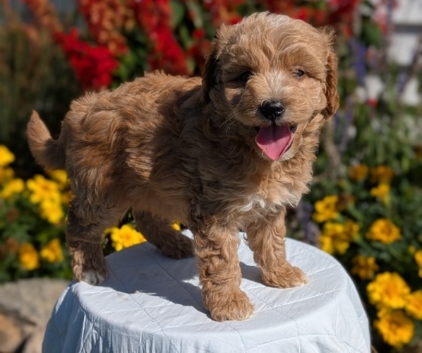 Medium Photo #6 Goldendoodle (Miniature) Puppy For Sale in GOSHEN, IN, USA
