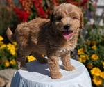 Small #5 Goldendoodle (Miniature)