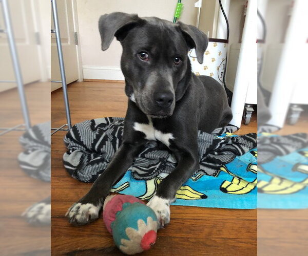 Medium Photo #19 American Staffordshire Terrier-Labrador Retriever Mix Puppy For Sale in Holly Springs, NC, USA