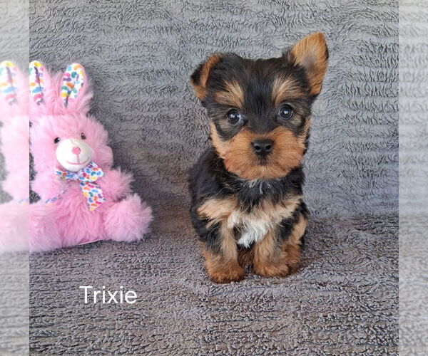 Medium Photo #1 Yorkshire Terrier Puppy For Sale in MOUNT PLEASANT, MI, USA