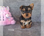 Image preview for Ad Listing. Nickname: Trixie