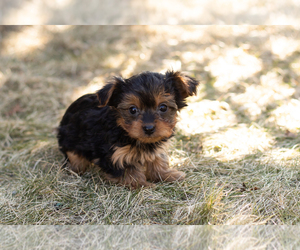 Yorkshire Terrier Puppy for sale in NAPPANEE, IN, USA
