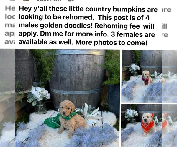 Medium Photo #1 English Cream Golden Retriever-Unknown Mix Puppy For Sale in SHINGLE SPRINGS, CA, USA