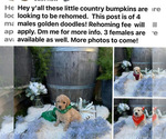 Small English Cream Golden Retriever Mix