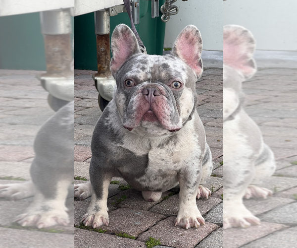 Medium Photo #8 French Bulldog Puppy For Sale in LEHIGH ACRES, FL, USA