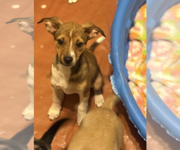 Medium Photo #2 Jack Chi Puppy For Sale in Slidell, LA, USA