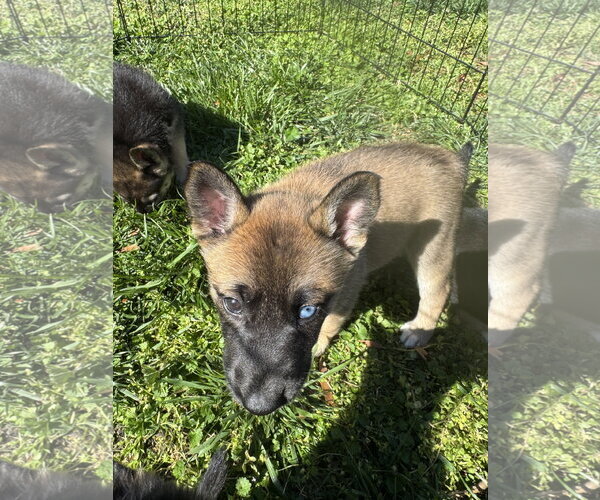 Medium Photo #3 Siberian Husky-Unknown Mix Puppy For Sale in Holly Springs, NC, USA