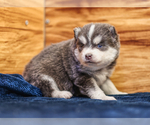 Small #6 Pomsky