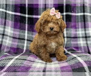 Cavapoo Puppy for sale in LAKELAND, FL, USA