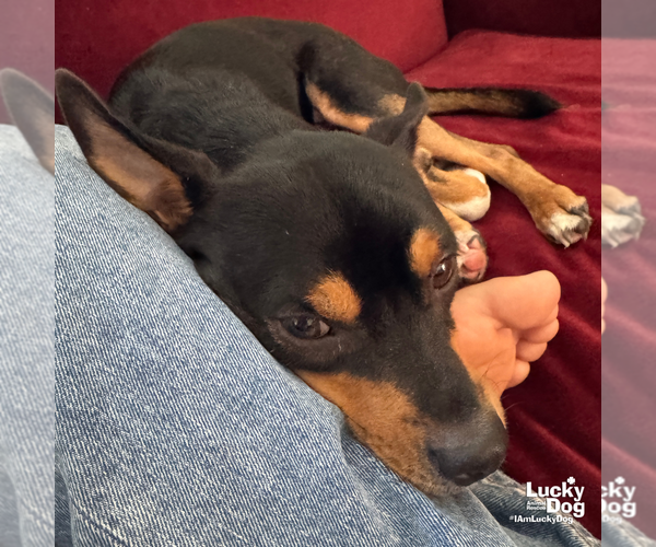 Medium Photo #9 Miniature Pinscher-Unknown Mix Puppy For Sale in Washington, DC, USA