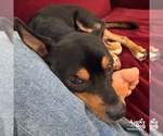 Small Photo #9 Miniature Pinscher-Unknown Mix Puppy For Sale in Washington, DC, USA