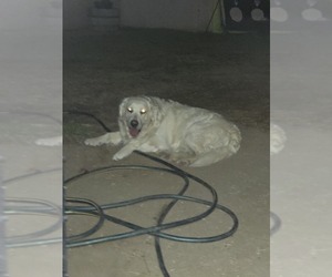 Father of the English Cream Golden Retriever puppies born on 01/28/2026