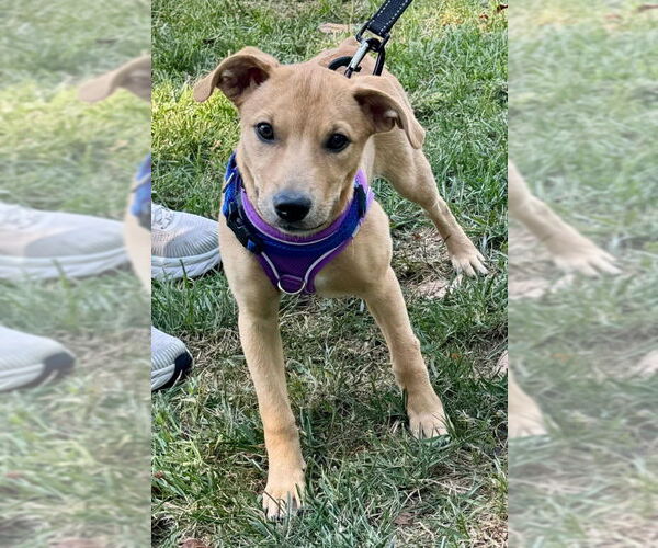 Medium Photo #2 Labrador Retriever-Unknown Mix Puppy For Sale in Fairfax, VA, USA