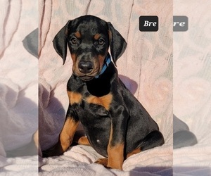 Doberman Pinscher Puppy for sale in POMEROY, OH, USA