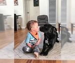 Small Labrador Retriever