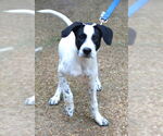 Small #1 Great Pyrenees-Pointer Mix