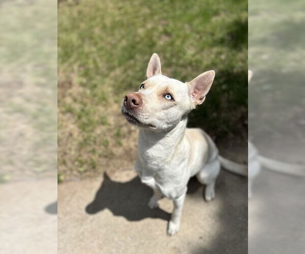 Medium Photo #1 Siberian Husky-Unknown Mix Puppy For Sale in Ogden, UT, USA