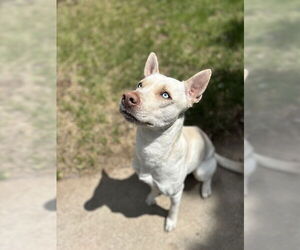 Siberian Husky-Unknown Mix Dogs for adoption in Ogden, UT, USA