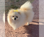 Small Photo #1 Pomeranian Puppy For Sale in EL PASO, TX, USA